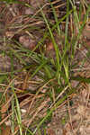 Calcium-hating sedge